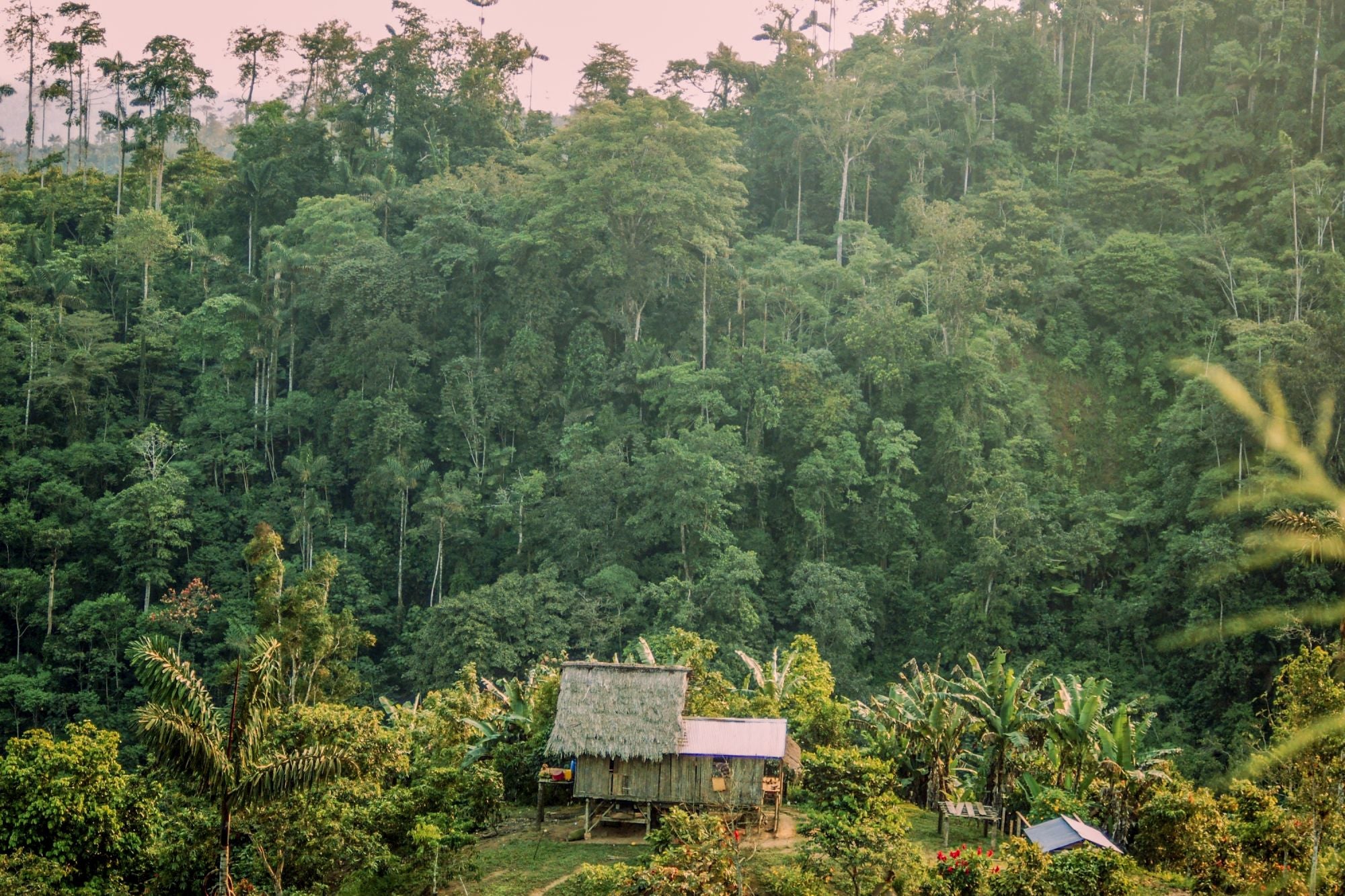 Regenwald in Ecuador